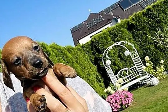 Piękny Jamniś piesek miniaturka rudy, Małopolskie, Kraków