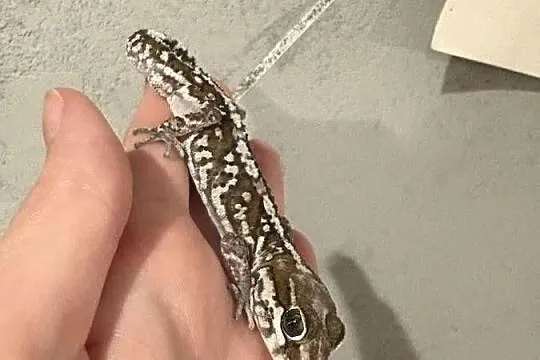 Sprzedam gekona madagaskarskiego