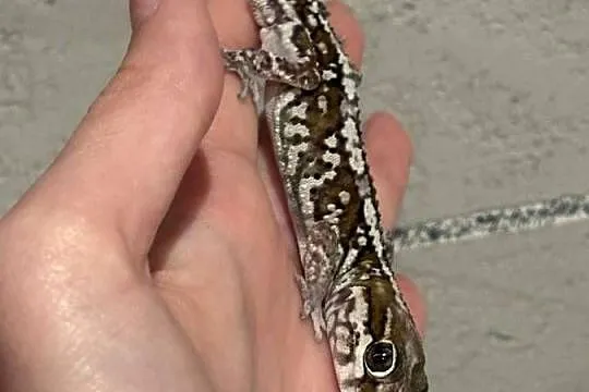 Sprzedam gekona madagaskarskiego, Mazowieckie, Sulejówek