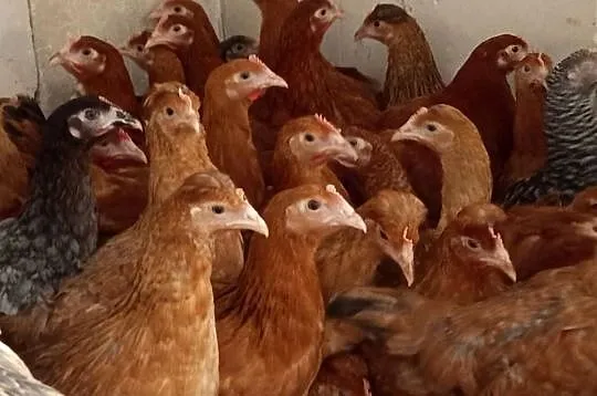 Młode kury kokoszki 14 tygodni rosa leghorn green Shell, Podkarpackie, Krosno