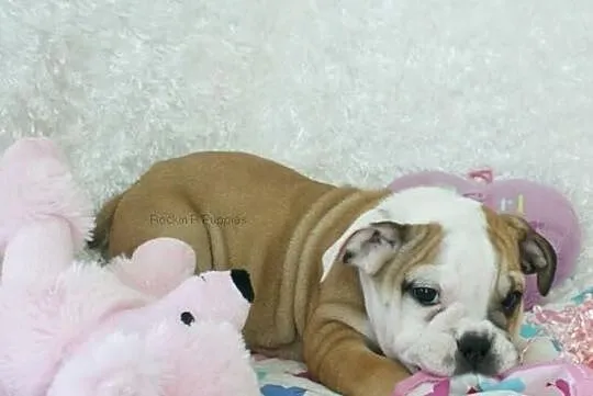 Buldog angielski na sprzedaż