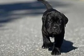 Piękna czarna suczka Cane Corso ZKwP/FCI
