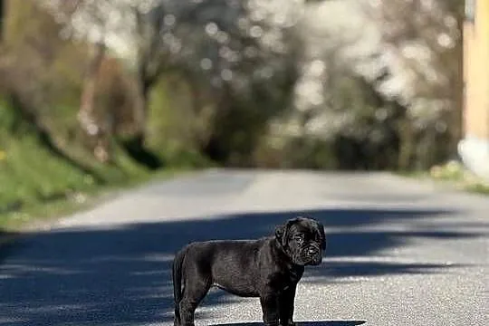 Piękna czarna suczka Cane Corso ZKwP/FCI, Pomorskie, Gdańsk