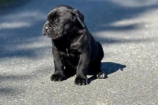 Piękna czarna suczka Cane Corso ZKwP/FCI, Pomorskie, Gdańsk
