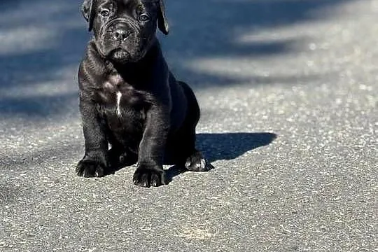 Piękna czarna suczka Cane Corso ZKwP/FCI, Pomorskie, Gdańsk