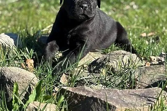 Piękna czarna suczka Cane Corso ZKwP/FCI, Pomorskie, Gdańsk