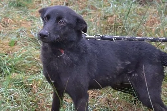 ZGREDZIA - do adopcji
