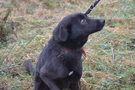 ZGREDZIA - do adopcji