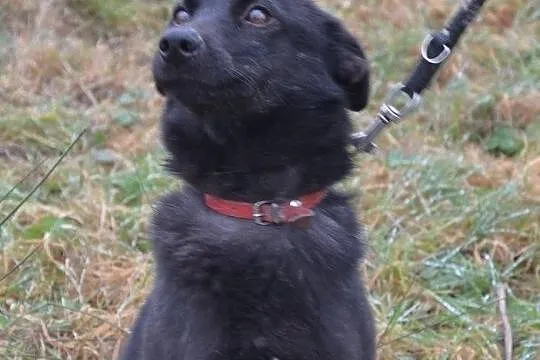 ZGREDZIA - do adopcji