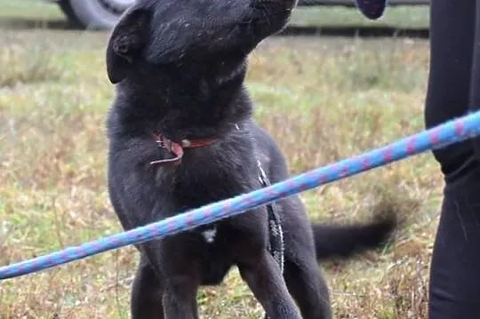 ZGREDZIA - do adopcji