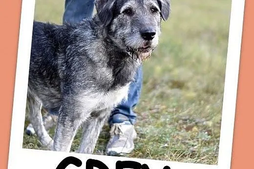 40 kg,młody 1 rok,sznaucer mix, odważny,dla doświa