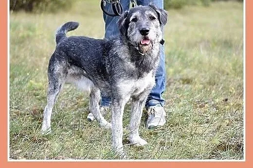 40 kg,młody 1 rok,sznaucer mix, odważny,dla doświa