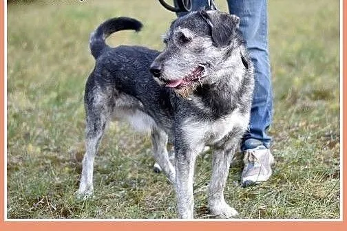 40 kg,młody 1 rok,sznaucer mix, odważny,dla doświa