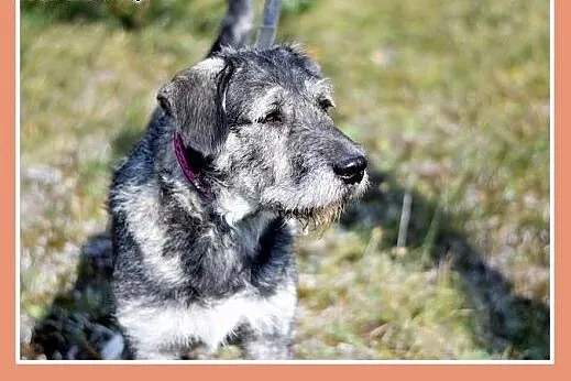 40 kg,młody 1 rok,sznaucer mix, odważny,dla doświa