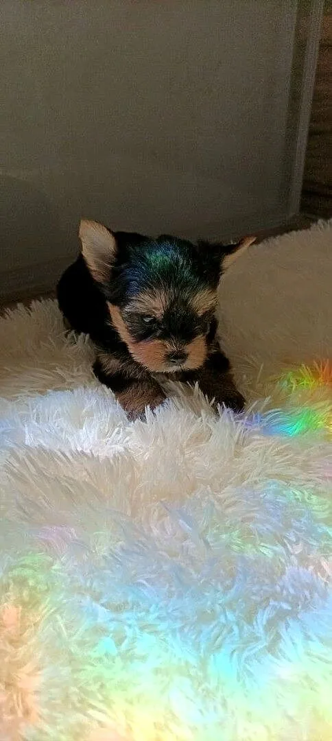 Yorkshire terrier, Świętokrzyskie, Smyków