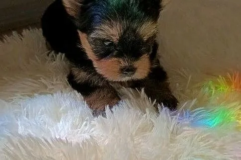 Yorkshire terrier, Świętokrzyskie, Smyków