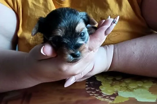 Yorkshire terrier, Świętokrzyskie, Smyków