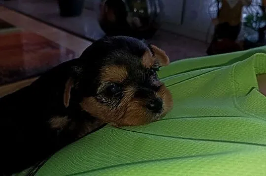 Yorkshire terrier, Świętokrzyskie, Smyków
