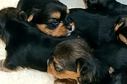 Yorkshire terrier, Świętokrzyskie, Smyków