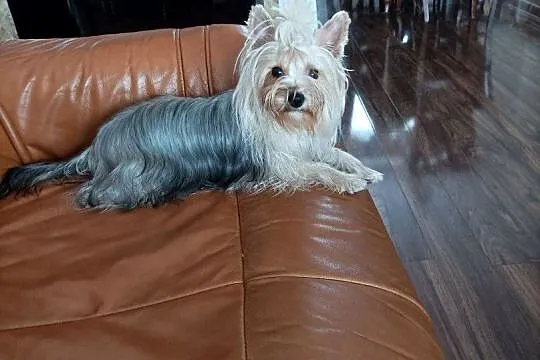Yorkshire terrier, Świętokrzyskie, Smyków