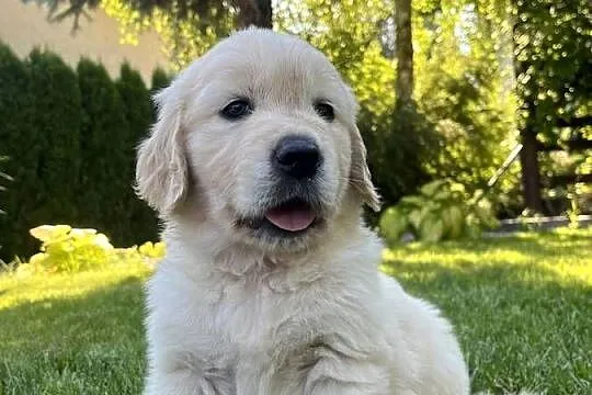 Pies Golden Retriever FCI ZKwP