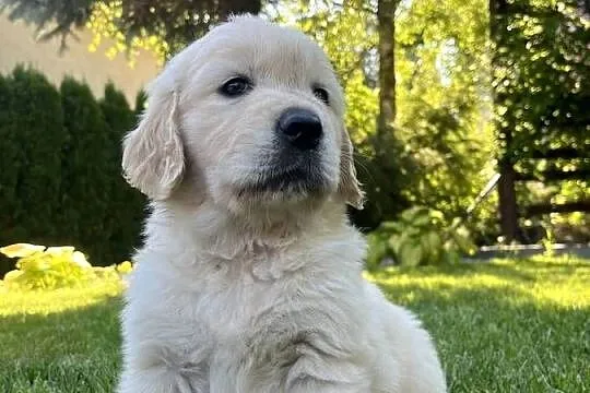 Pies Golden Retriever FCI ZKwP, Lubelskie, Wilkołaz Pierwszy