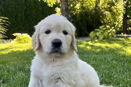 Pies Golden Retriever FCI ZKwP, Lubelskie, Wilkołaz Pierwszy