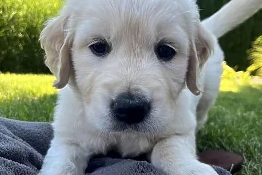 Pies Golden Retriever FCI ZKwP, Lubelskie, Wilkołaz Pierwszy