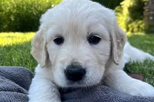 Pies Golden Retriever FCI ZKwP, Lubelskie, Wilkołaz Pierwszy