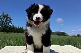 Piękny Rasowy Pies Border Collie - Szczeniak z pełną dok. z hodowli