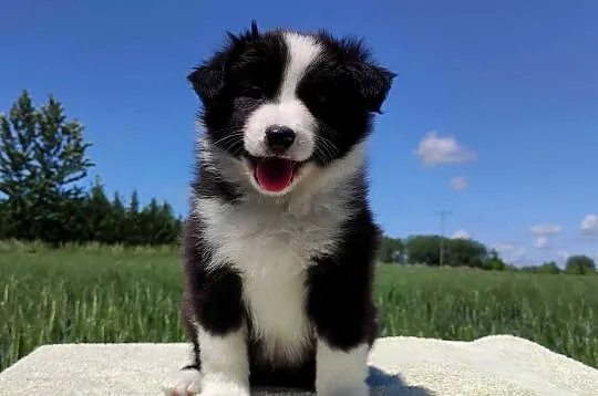 Piękny Rasowy Pies Border Collie - Szczeniak z pełną dok. z hodowli, Podkarpackie, Iwonicz