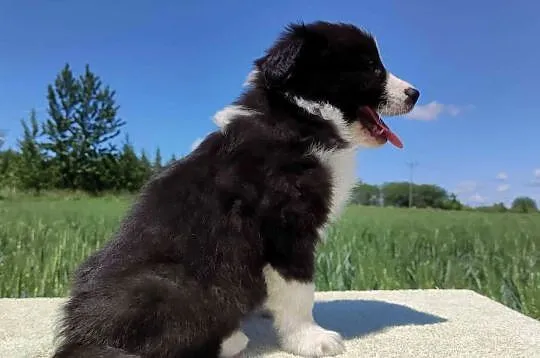 Piękny Rasowy Pies Border Collie - Szczeniak z pełną dok. z hodowli, Podkarpackie, Iwonicz