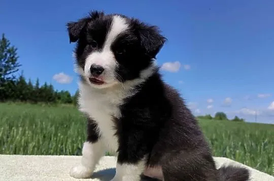 Piękny Rasowy Pies Border Collie - Szczeniak z pełną dok. z hodowli, Podkarpackie, Iwonicz