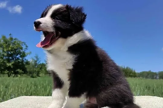 Piękny Rasowy Pies Border Collie - Szczeniak z pełną dok. z hodowli, Podkarpackie, Iwonicz