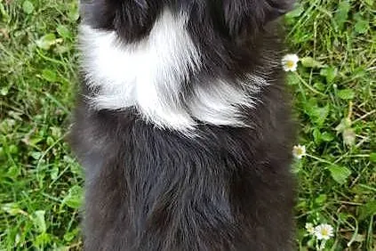 Piękny Rasowy Pies Border Collie - Szczeniak z pełną dok. z hodowli, Podkarpackie, Iwonicz