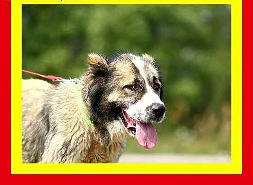 Owcz.środkowoazjatycki, spokojna,zrównoważona suka