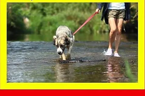Owcz.środkowoazjatycki, spokojna,zrównoważona suka