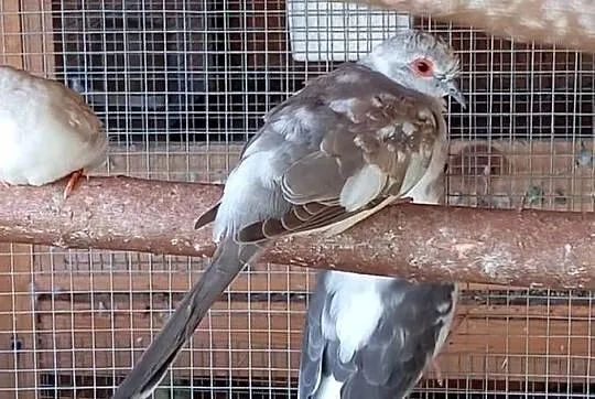 Gołąbki diamentowe szeki, mewka japońska samiec