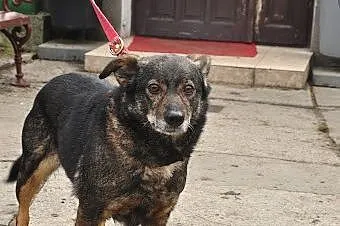 Urocza Freszka szuka domu