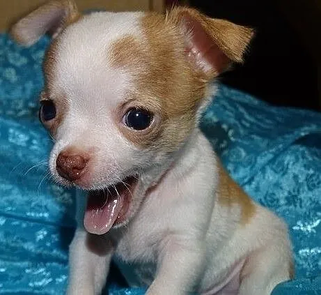 ?> Wybitne szczenięta chihuahua dostępne na Boże Narodzenie,chihuahua, , Dolnik
