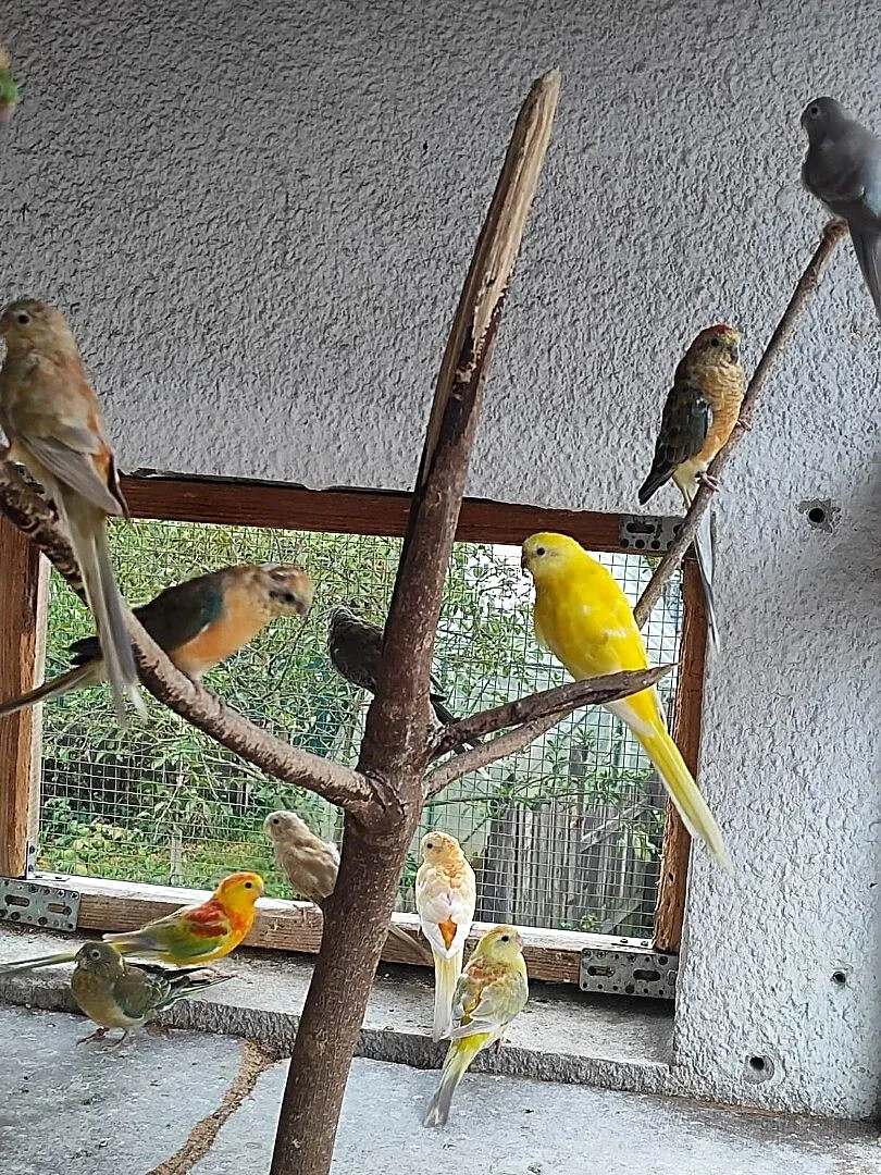 Sprzedam papugi świergoty, Małopolskie, Bochnia