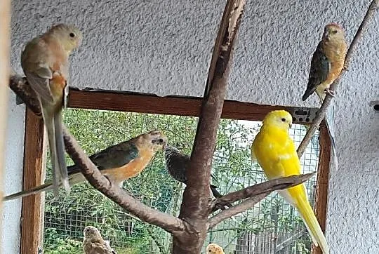 Sprzedam papugi świergoty, Małopolskie, Bochnia