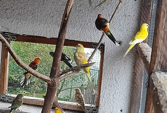 Sprzedam papugi świergoty, Małopolskie, Bochnia