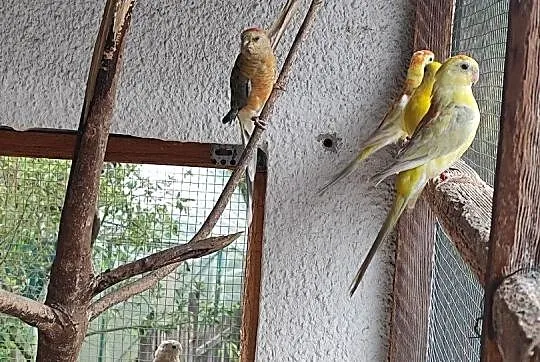 Sprzedam papugi świergoty, Małopolskie, Bochnia