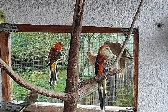 Sprzedam papugi świergoty, Małopolskie, Bochnia