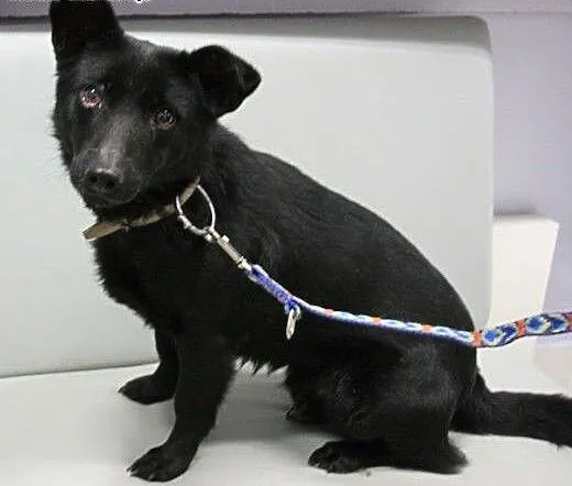 DUDUŚ - roczny, niewielki śliczny psiak do adopcji