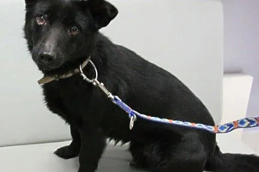 DUDUŚ - roczny, niewielki śliczny psiak do adopcji