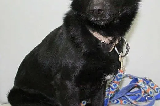 DUDUŚ - roczny, niewielki śliczny psiak do adopcji