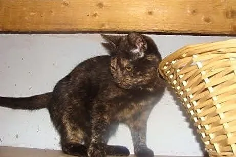 Szylkretowa Rumba do adopcji,  Koty pospolite cała