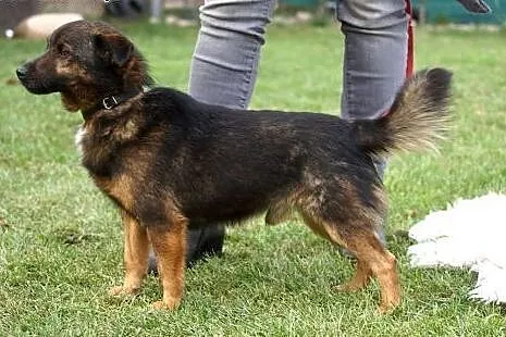 Bezkonfliktowy, radosny wesołek. Aleksander, mały 